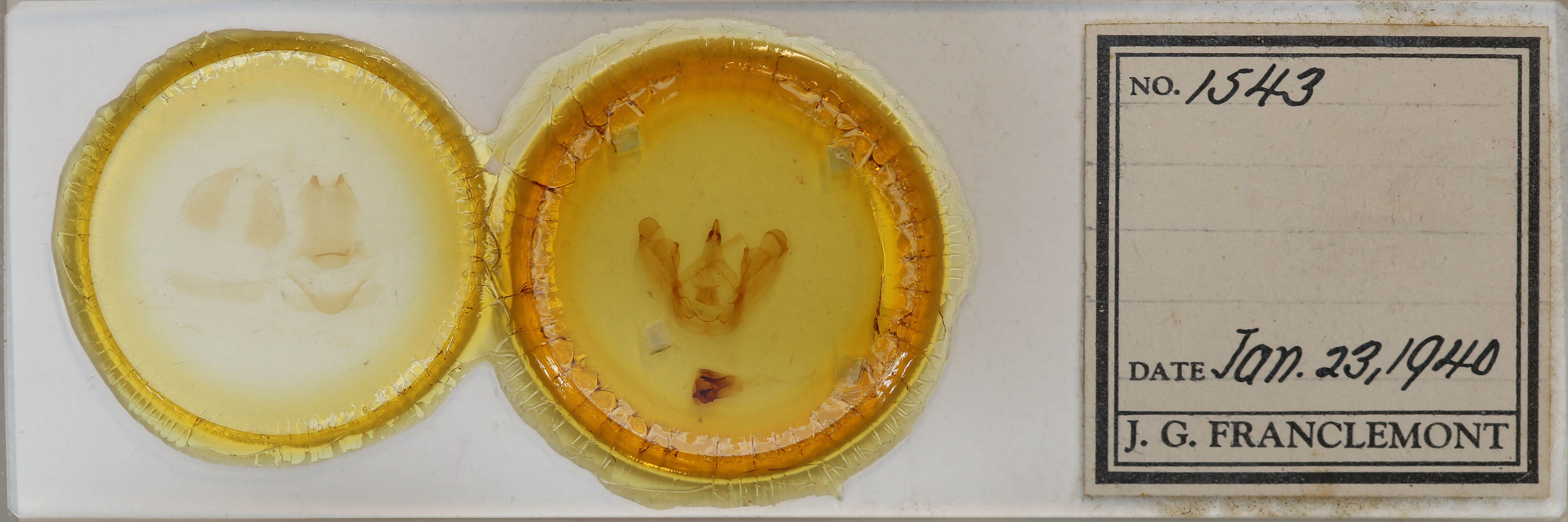 slide view of adult Sericochroa edvina