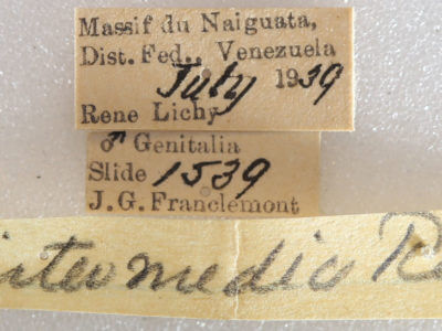 label view of adult Rifargia intermedia