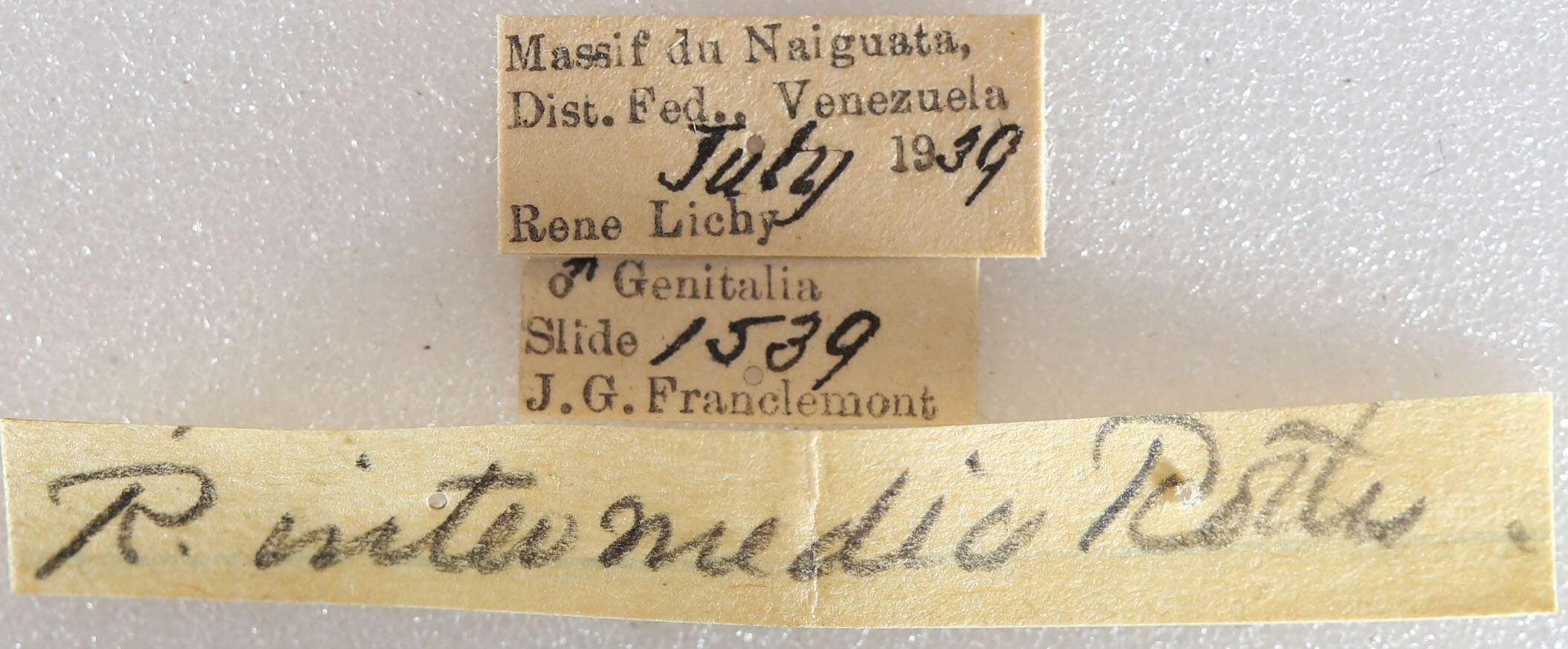 label view of adult Rifargia intermedia