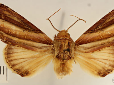 dorsal view of adult Rifargia intermedia