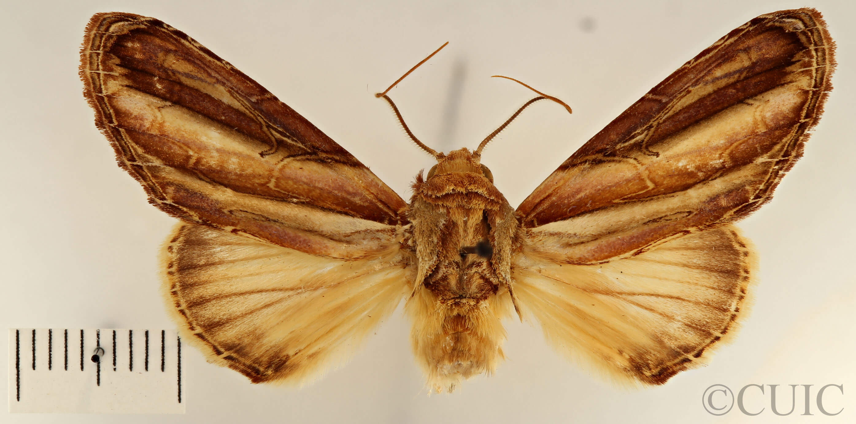 dorsal view of adult Rifargia intermedia