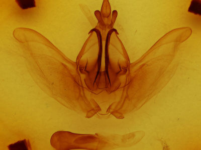 genitalia view of adult Rifargia intermedia