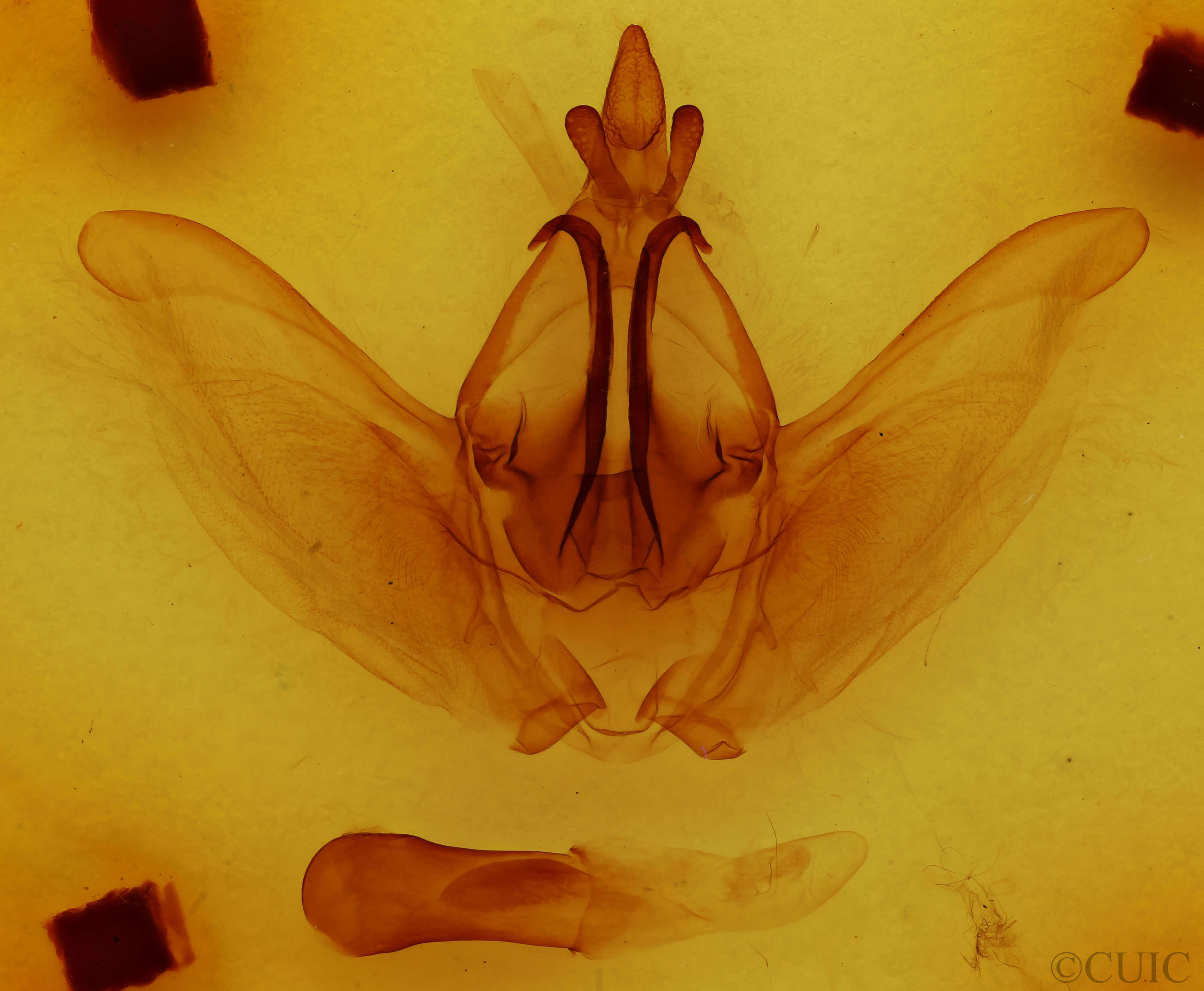 genitalia view of adult Rifargia intermedia