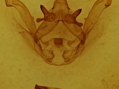 genitalia view of adult Rifargira tertini