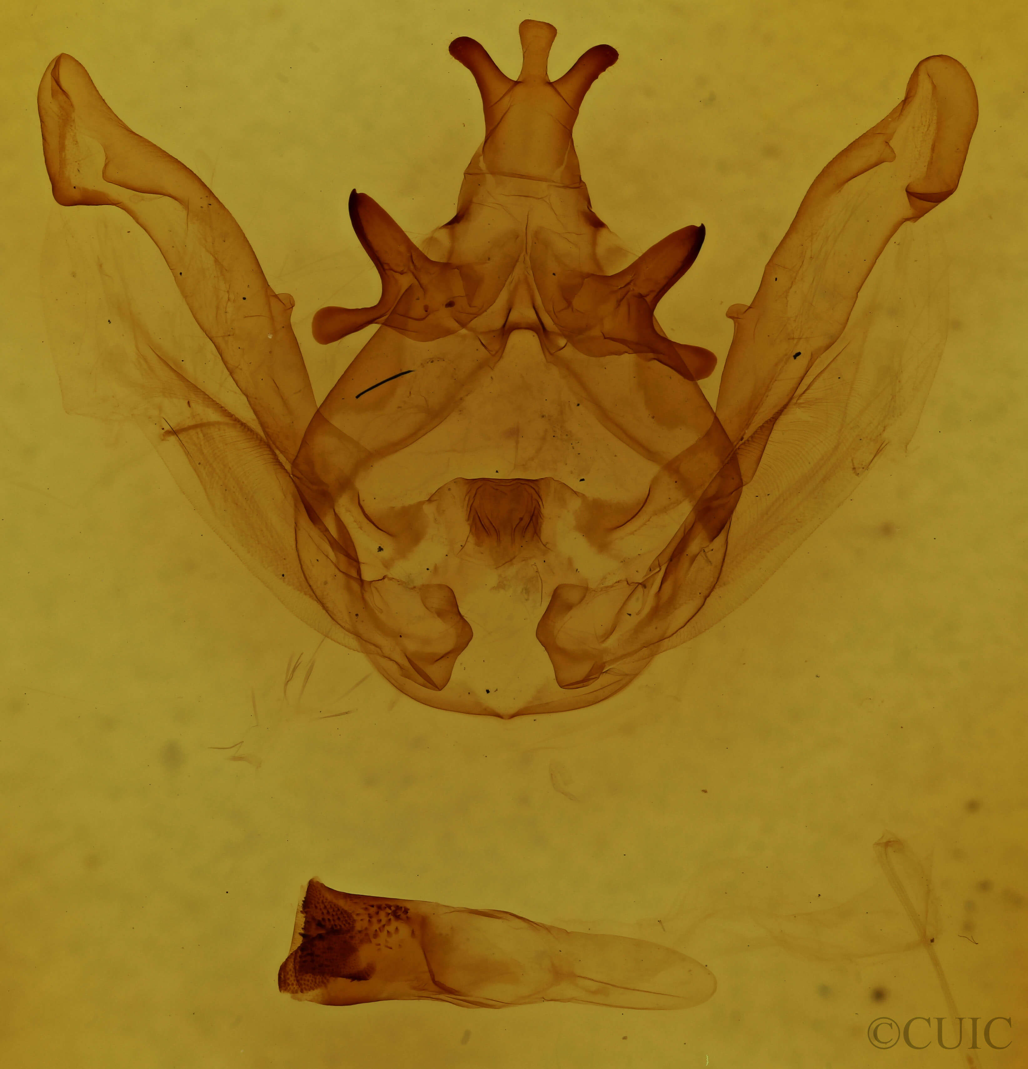 genitalia view of adult Rifargira tertini