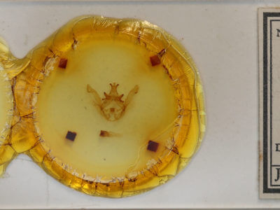 slide view of adult Rifargira tertini