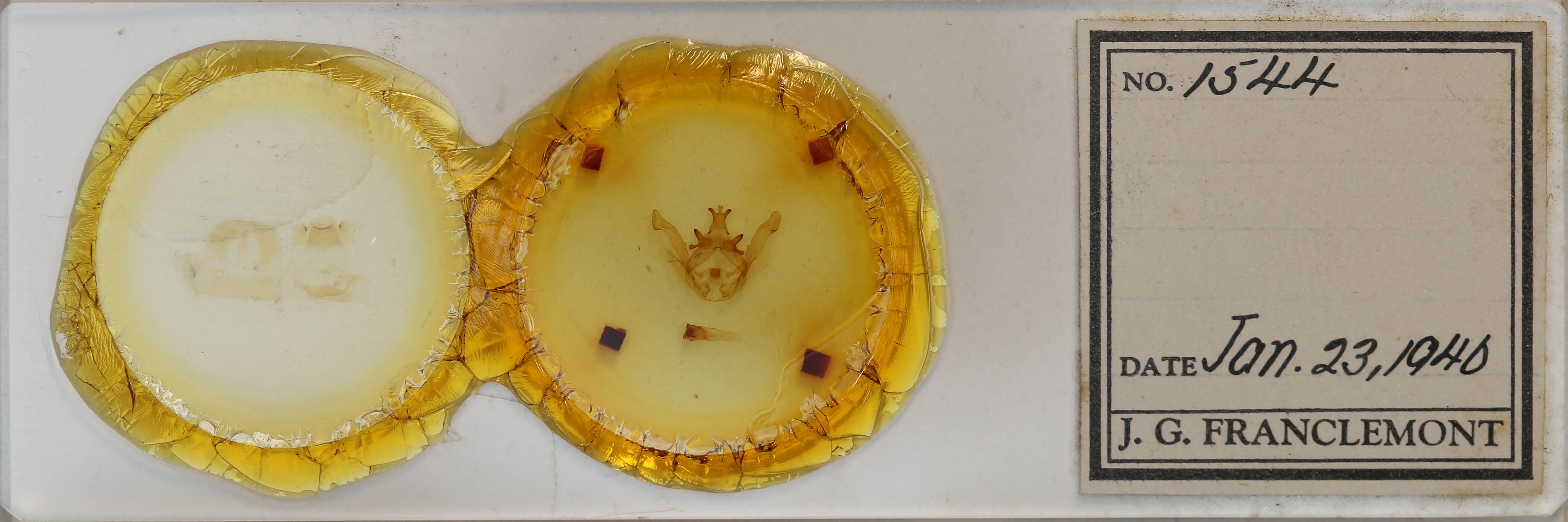 slide view of adult Rifargira tertini