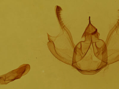 genitalia view of adult Digrammia mellistrigata
