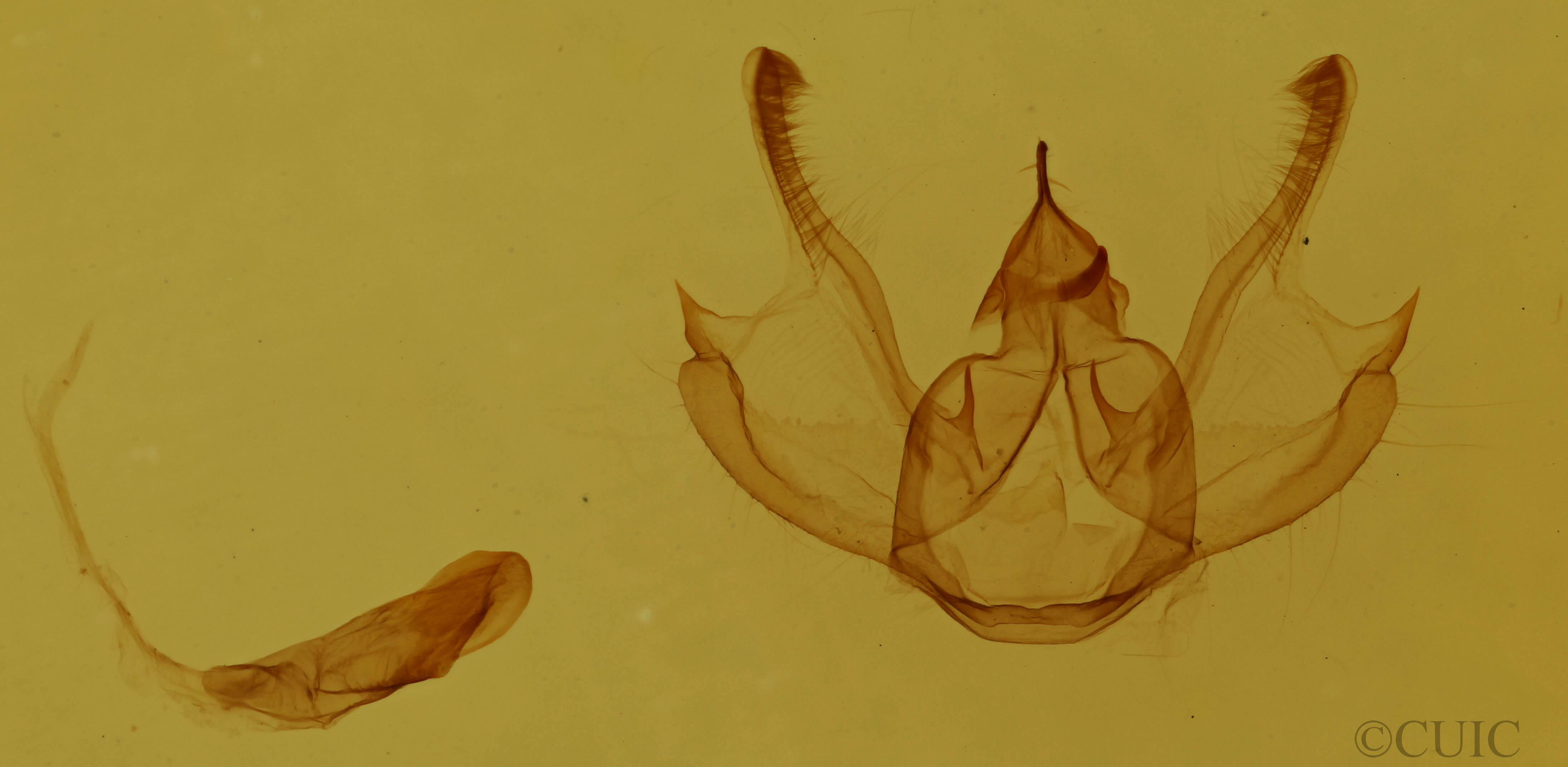 genitalia view of adult Digrammia mellistrigata
