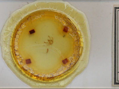 slide view of adult Digrammia mellistrigata