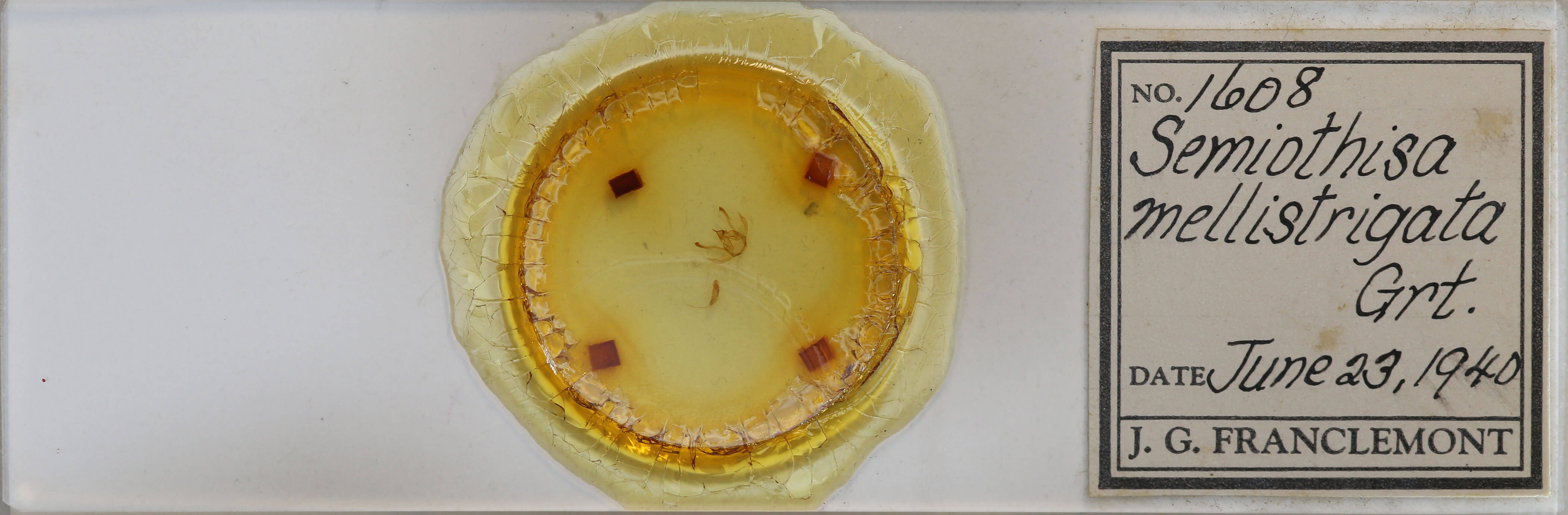 slide view of adult Digrammia mellistrigata