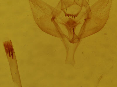 genitalia view of adult Sicya dognini
