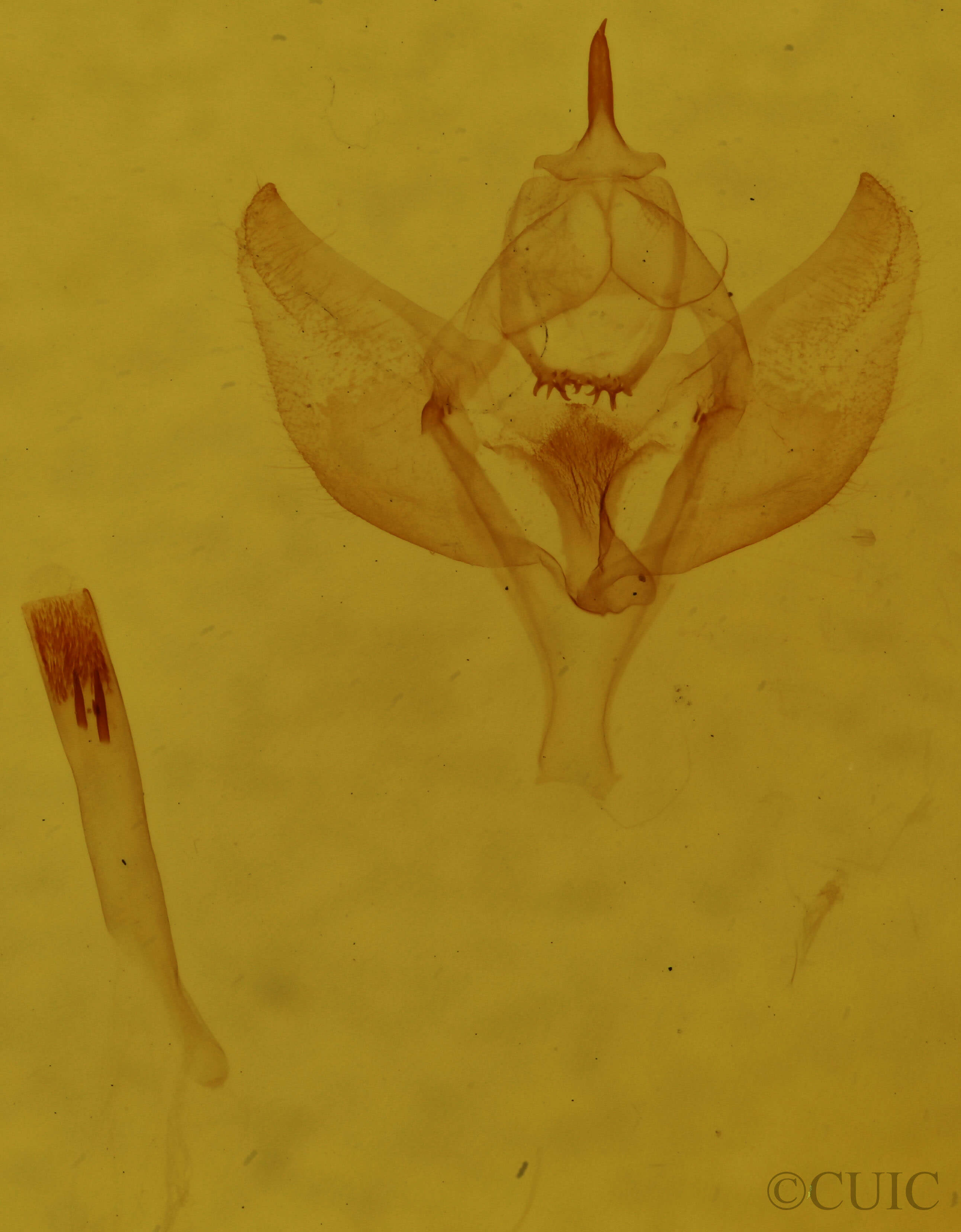 genitalia view of adult Sicya dognini