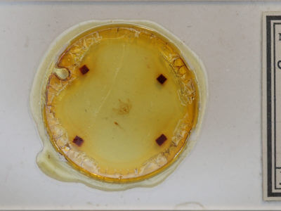 slide view of adult Sicya dognini