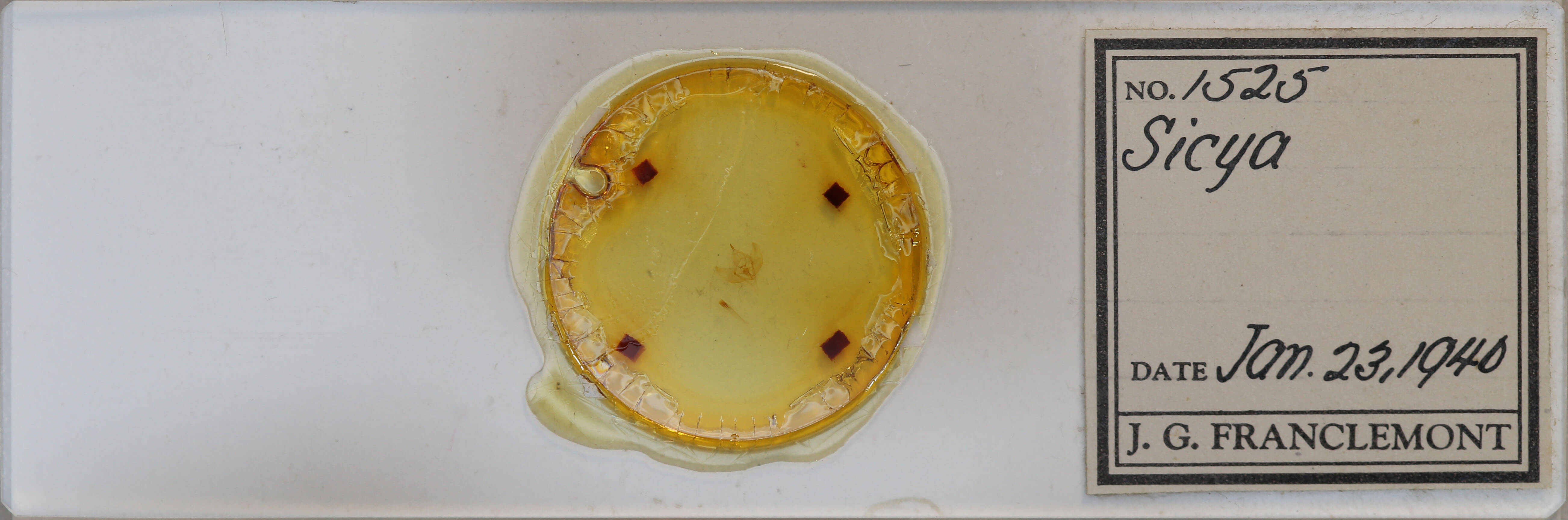 slide view of adult Sicya dognini