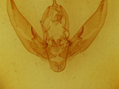genitalia view of adult Sidemia calidipes