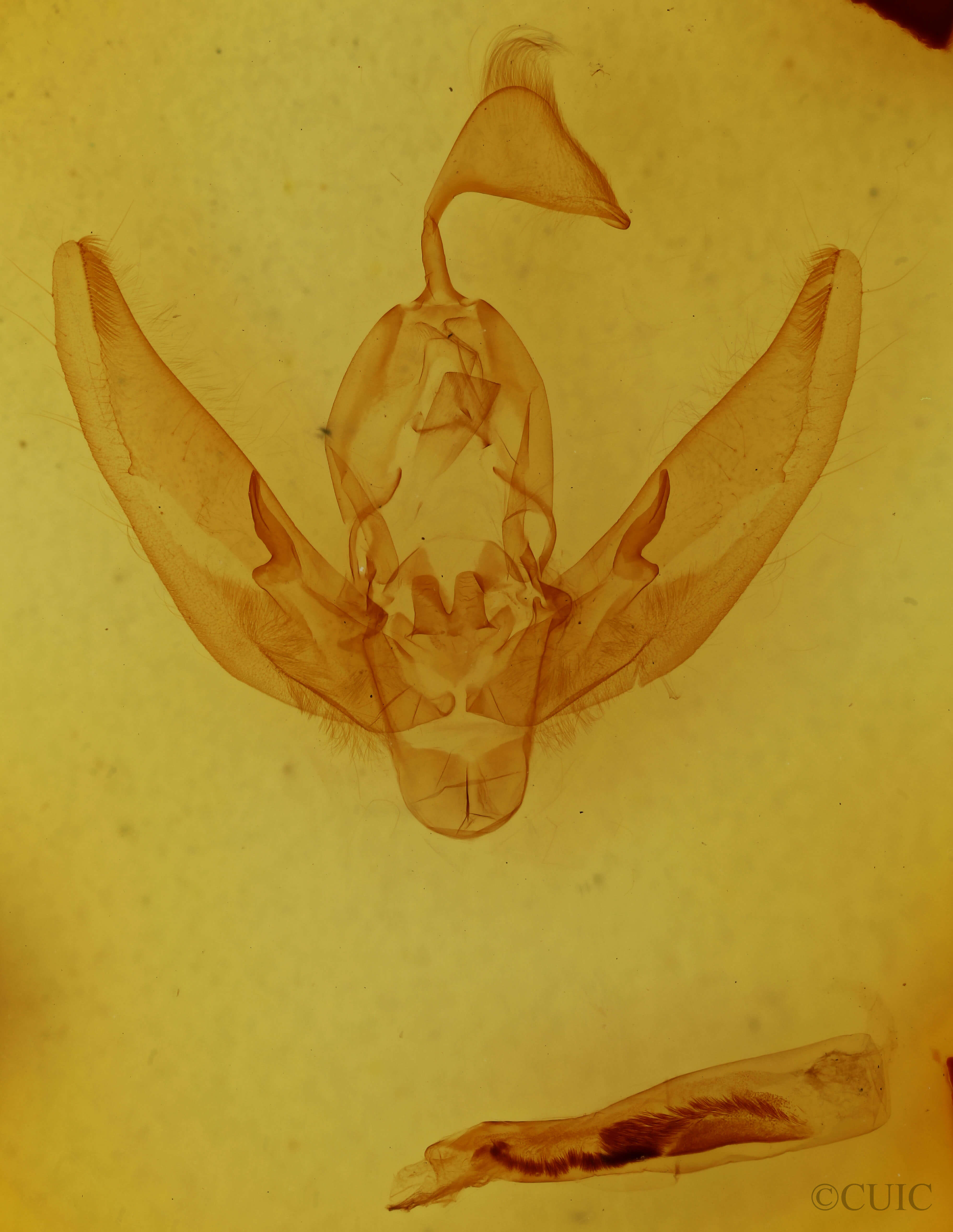 genitalia view of adult Sidemia calidipes