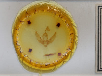 slide view of adult Sidemia calidipes