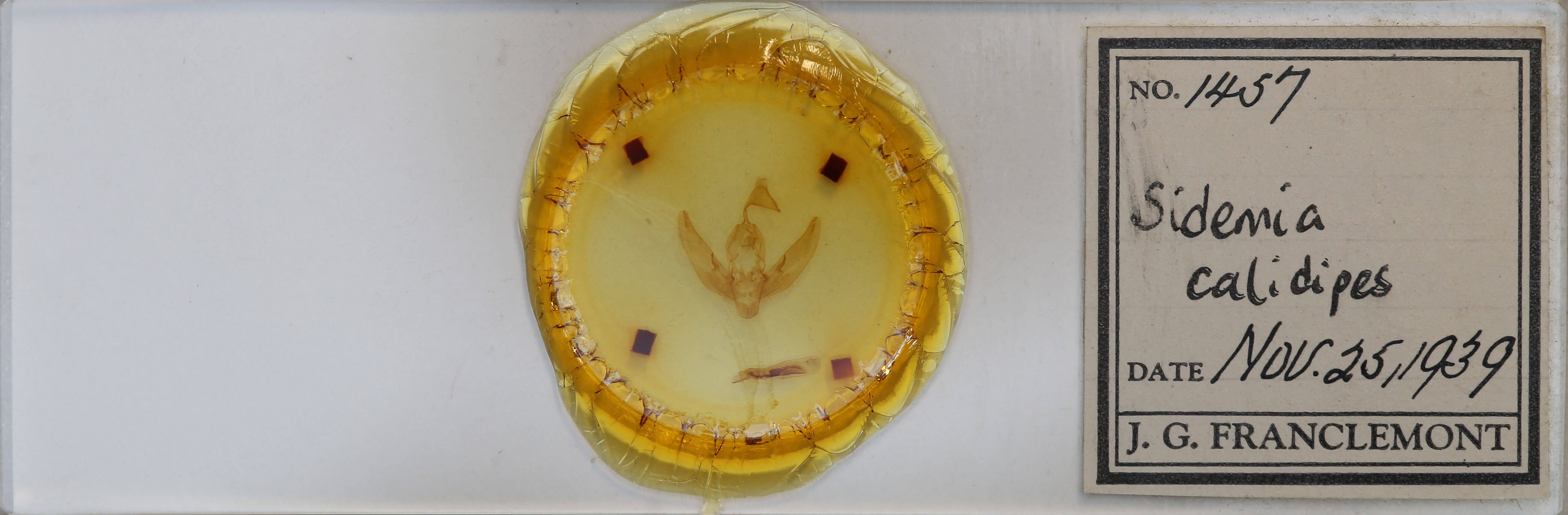 slide view of adult Sidemia calidipes