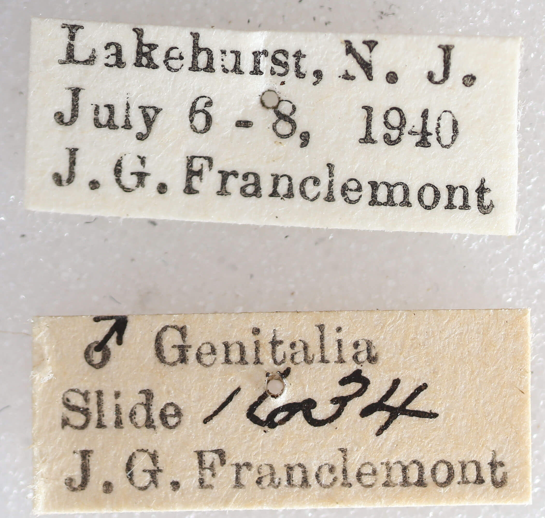 label view of adult Macaria inextricata