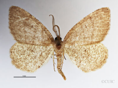 dorsal view of adult Macaria inextricata