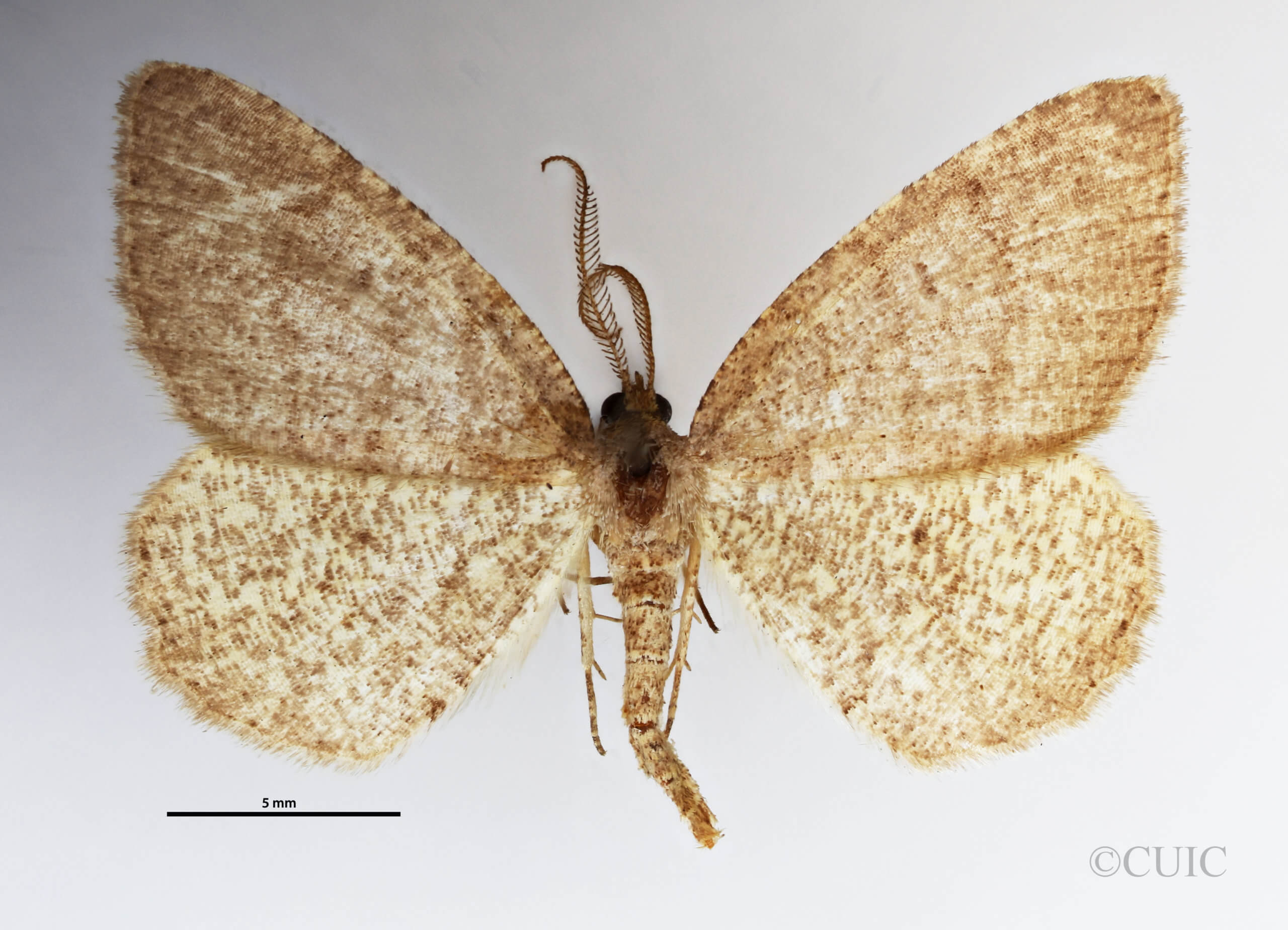 dorsal view of adult Macaria inextricata