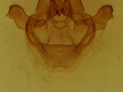 genitalia view of adult Sthenopis pretiosus
