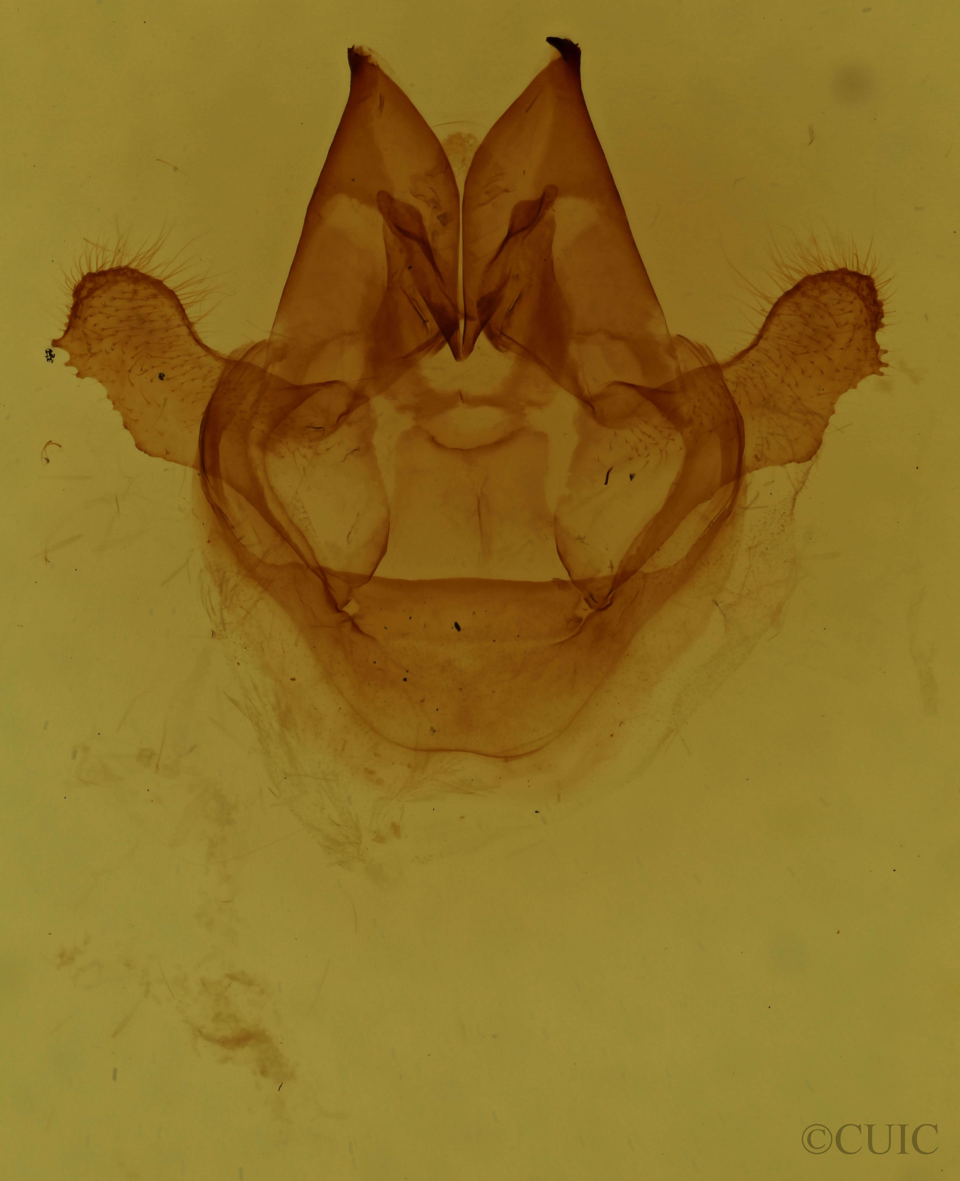 genitalia view of adult Sthenopis pretiosus