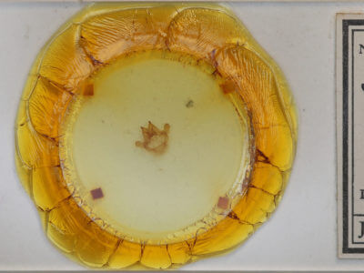 slide view of adult Sthenopis pretiosus