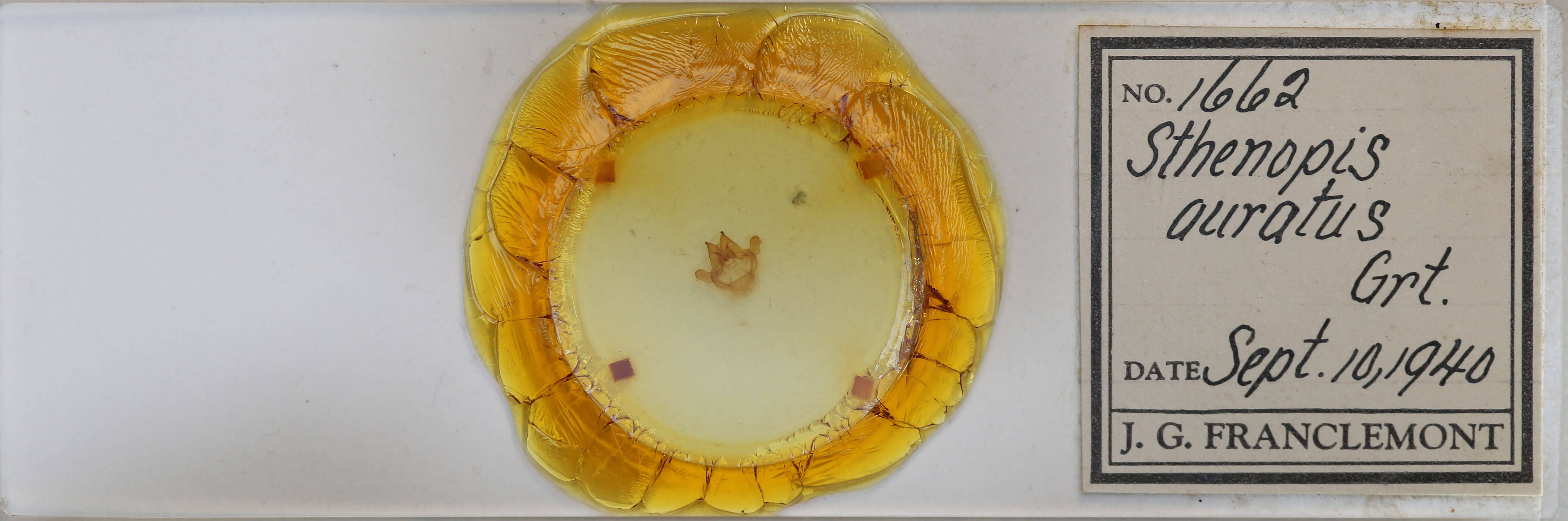 slide view of adult Sthenopis pretiosus