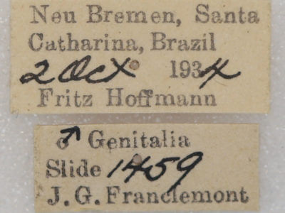 label view of adult Tachuda discreta