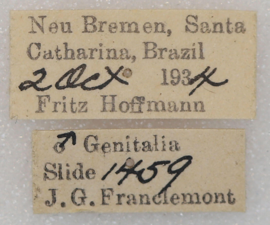 label view of adult Tachuda discreta