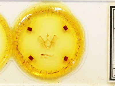 slide view of adult Tachuda discreta