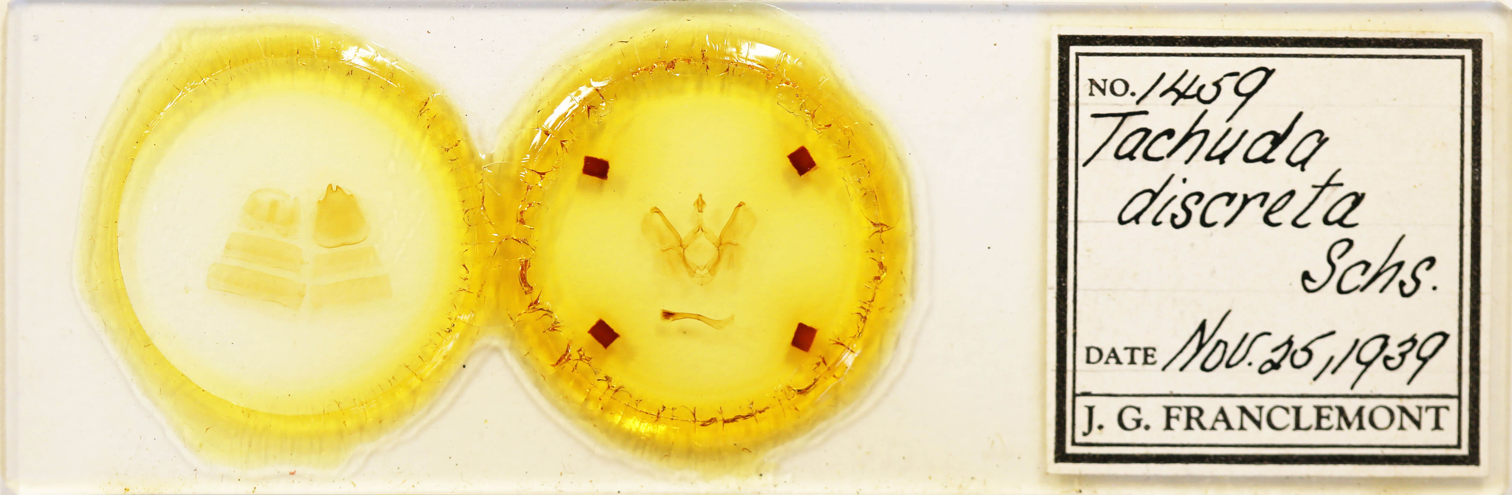 slide view of adult Tachuda discreta