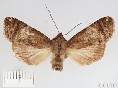 dorsal view of adult Tachuda discreta