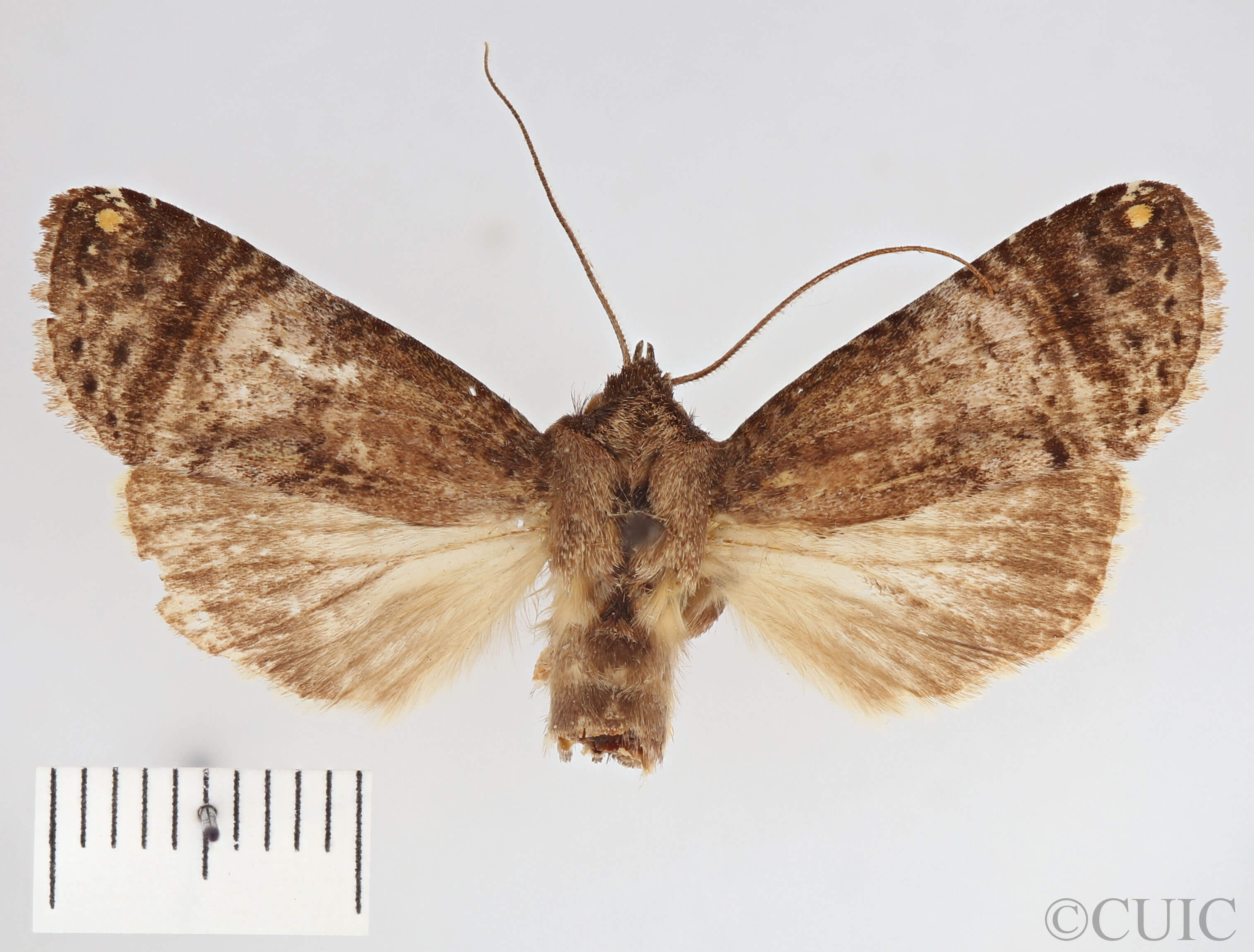 dorsal view of adult Tachuda discreta