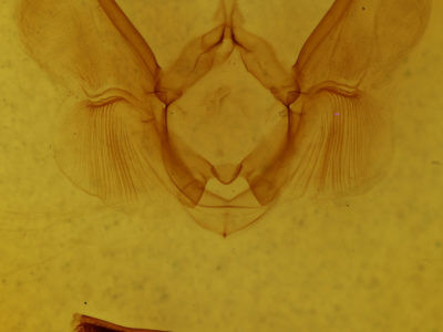genitalia view of adult Tachuda discreta