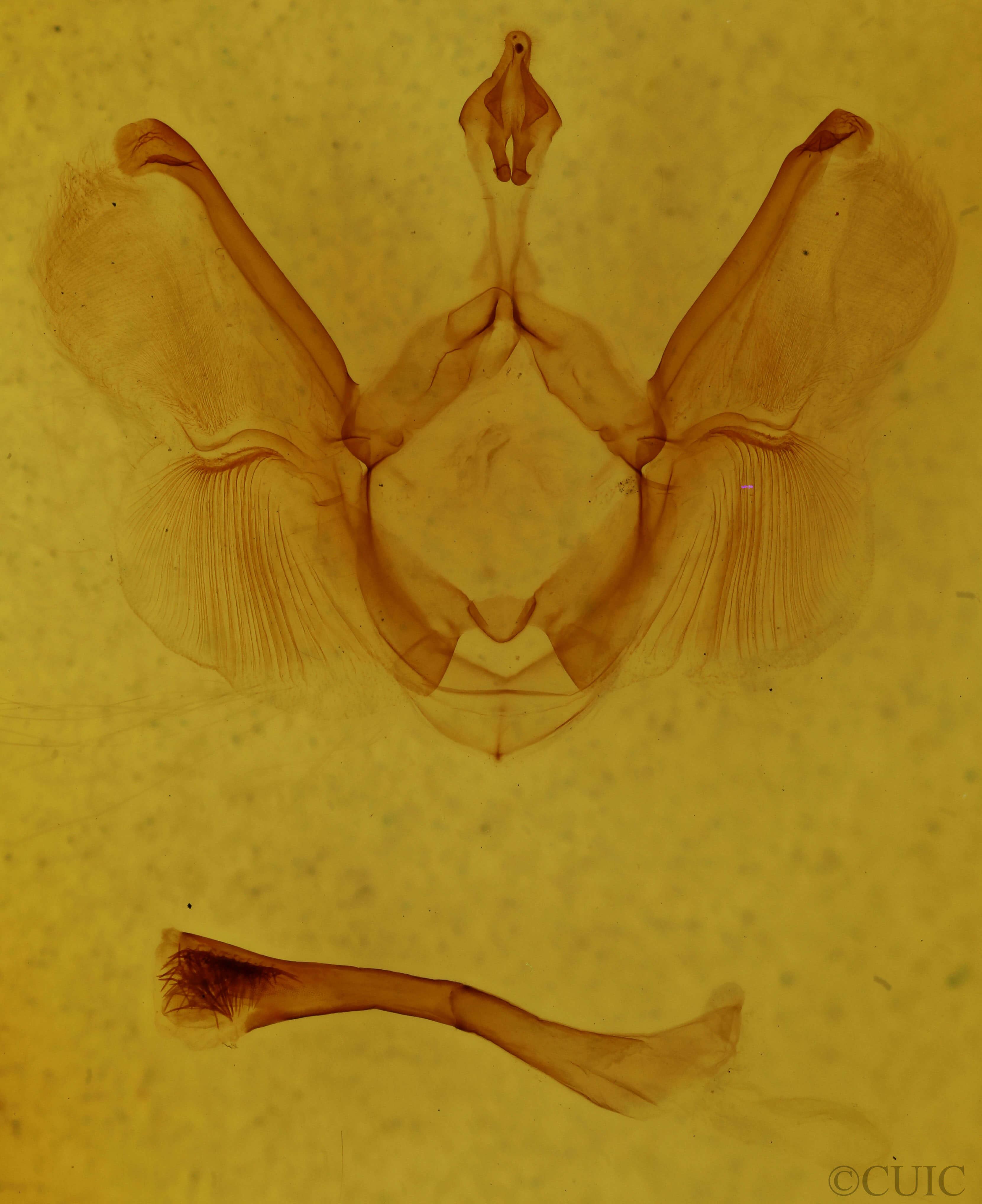 genitalia view of adult Tachuda discreta