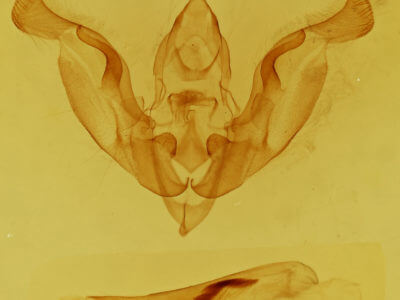 genitalia view of adult Trichocerapoda comstocki