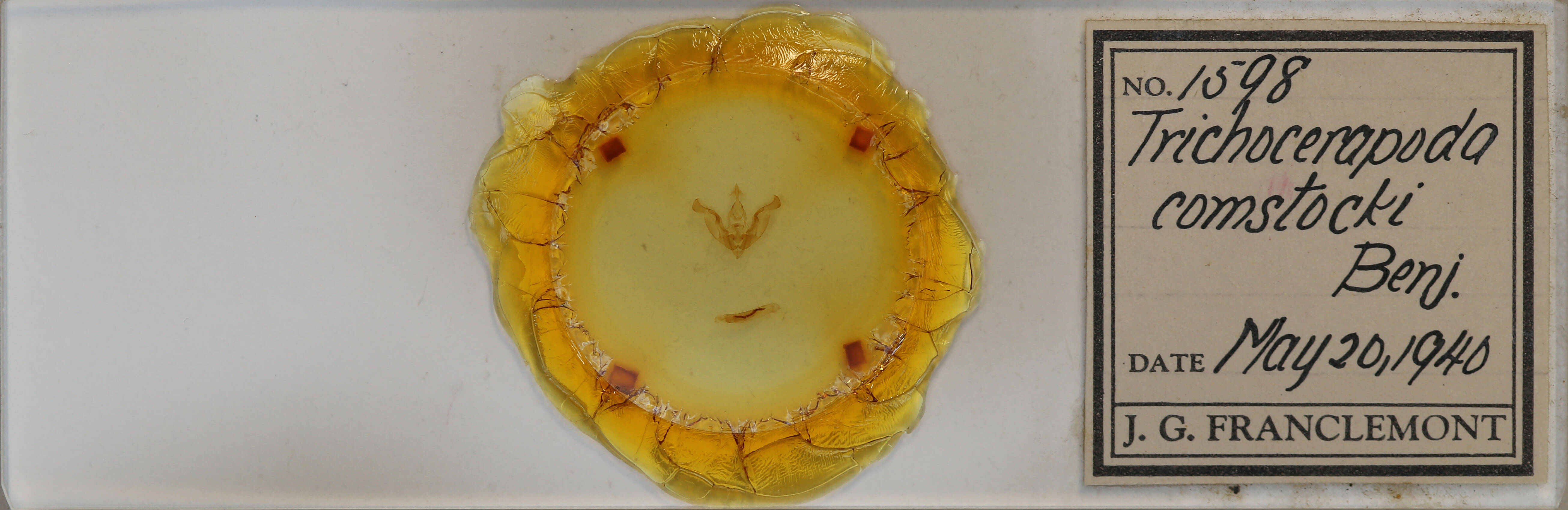 slide view of adult Trichocerapoda comstocki