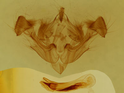 genitalia view of adult Xylomoia chagnoni