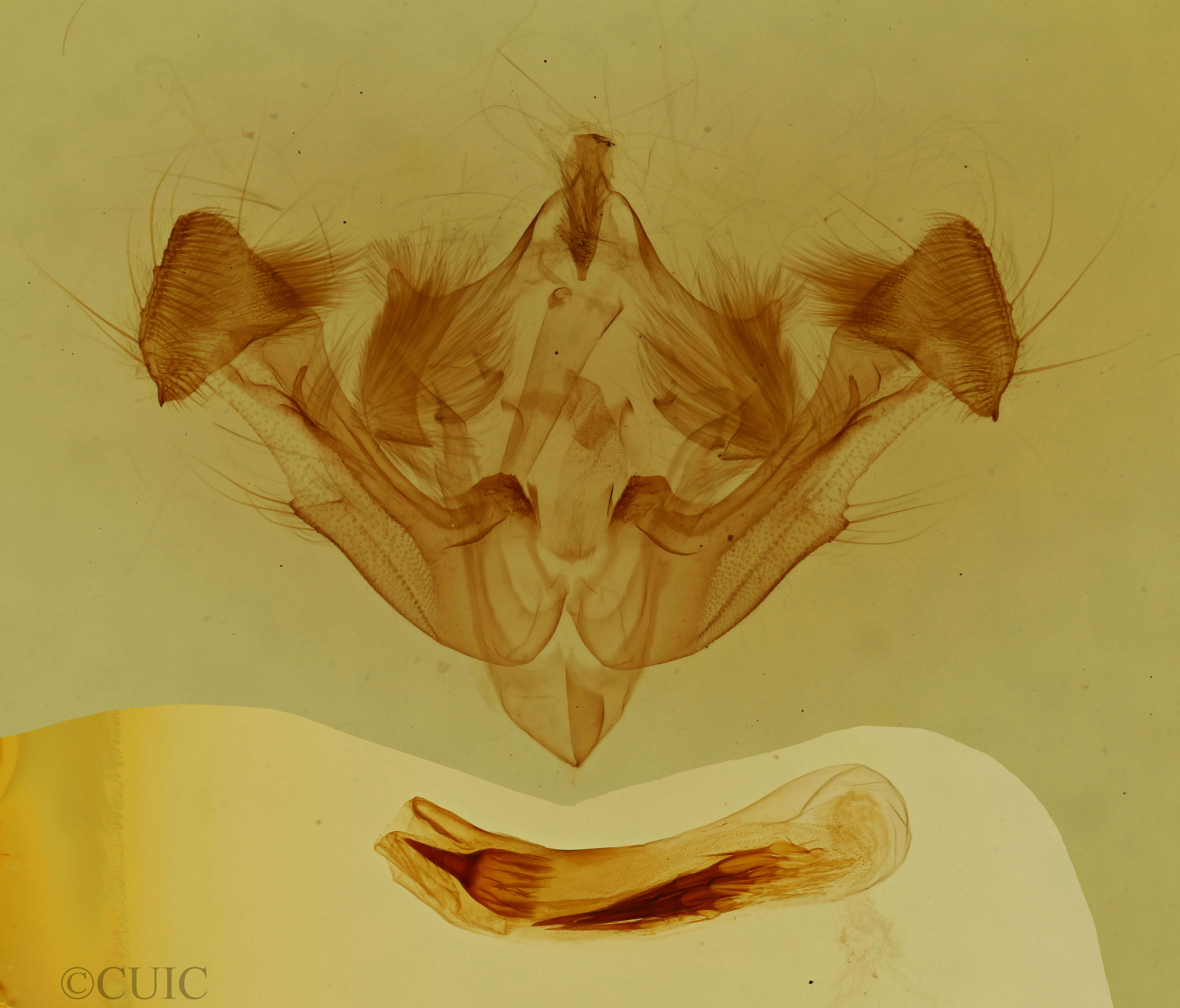 genitalia view of adult Xylomoia chagnoni