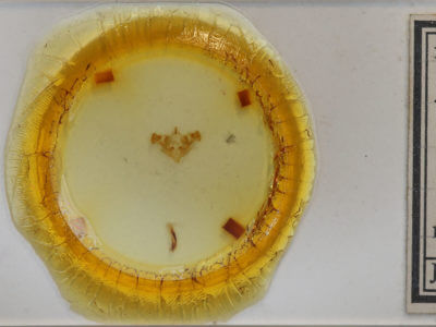 slide view of adult Xylomoia chagnoni