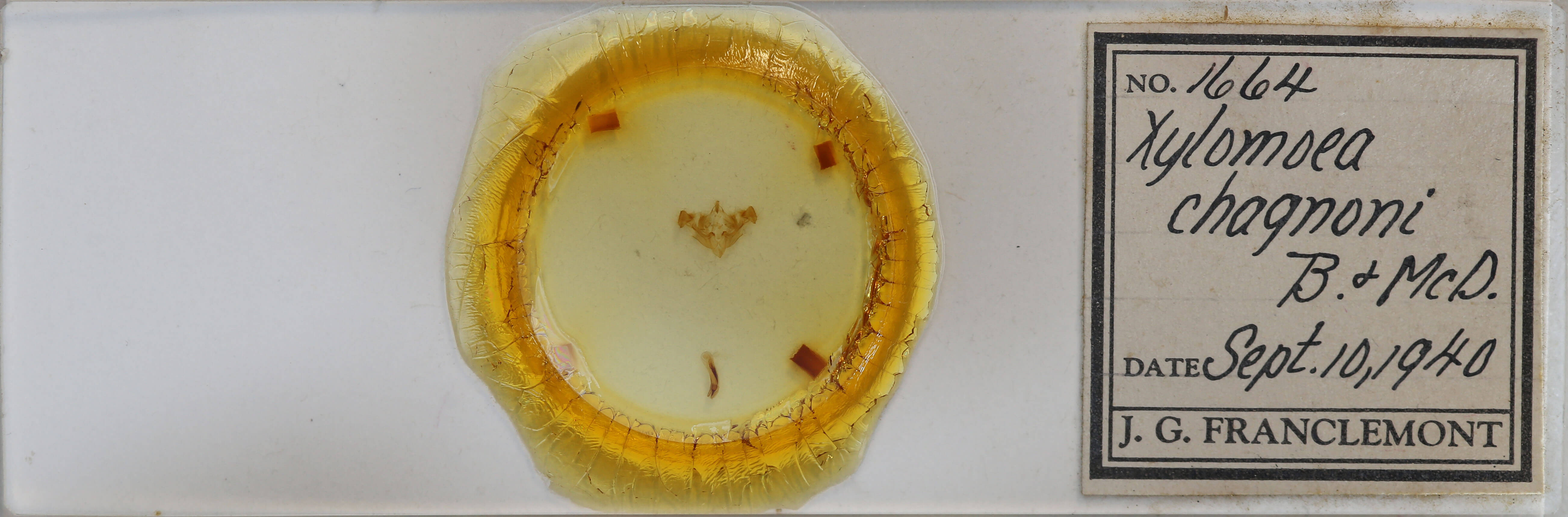 slide view of adult Xylomoia chagnoni