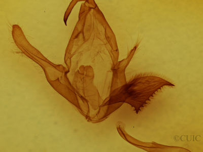 genitalia view of adult Zale viridans