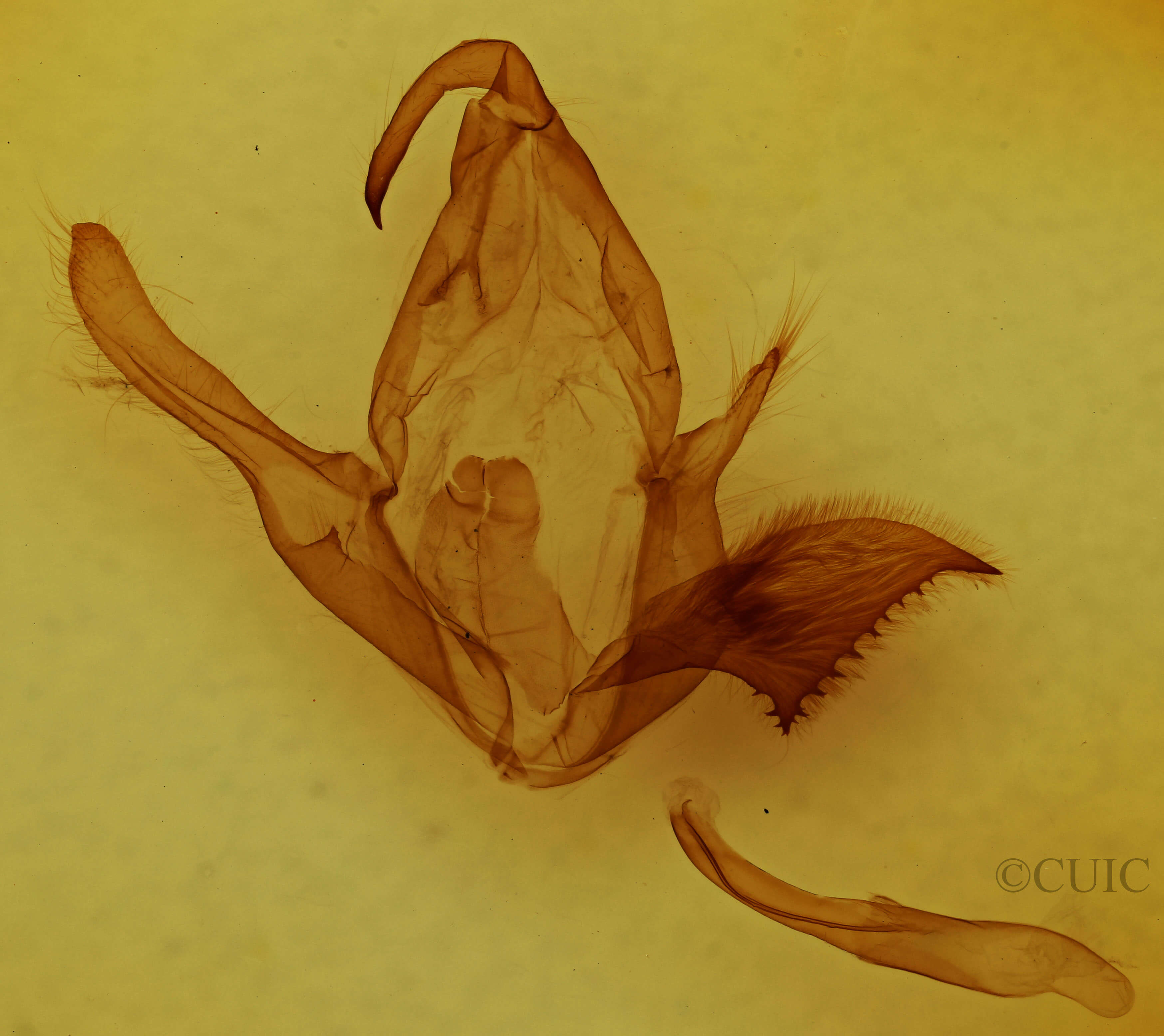 genitalia view of adult Zale viridans