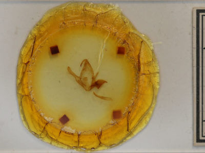 slide view of adult Zale viridans