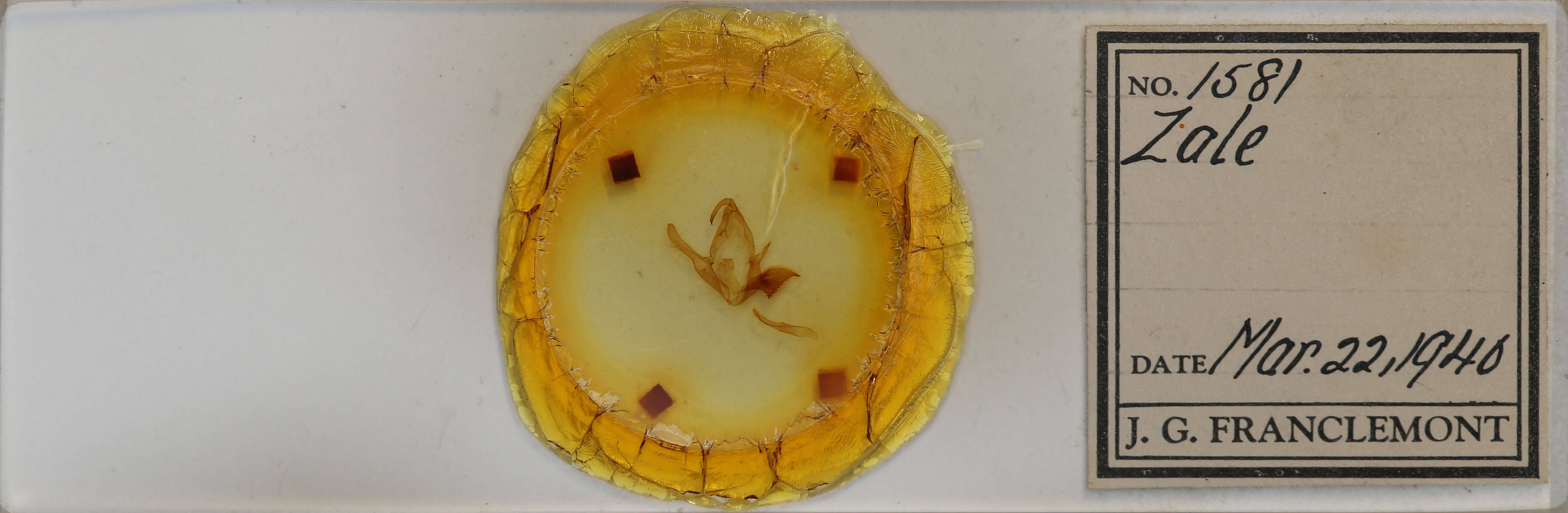 slide view of adult Zale viridans