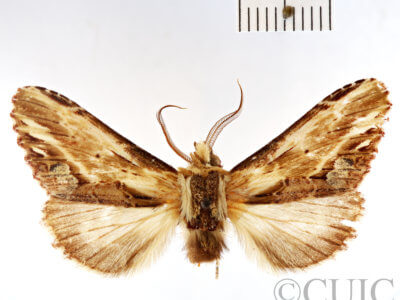 dorsal view of adult Pentobesa poecila