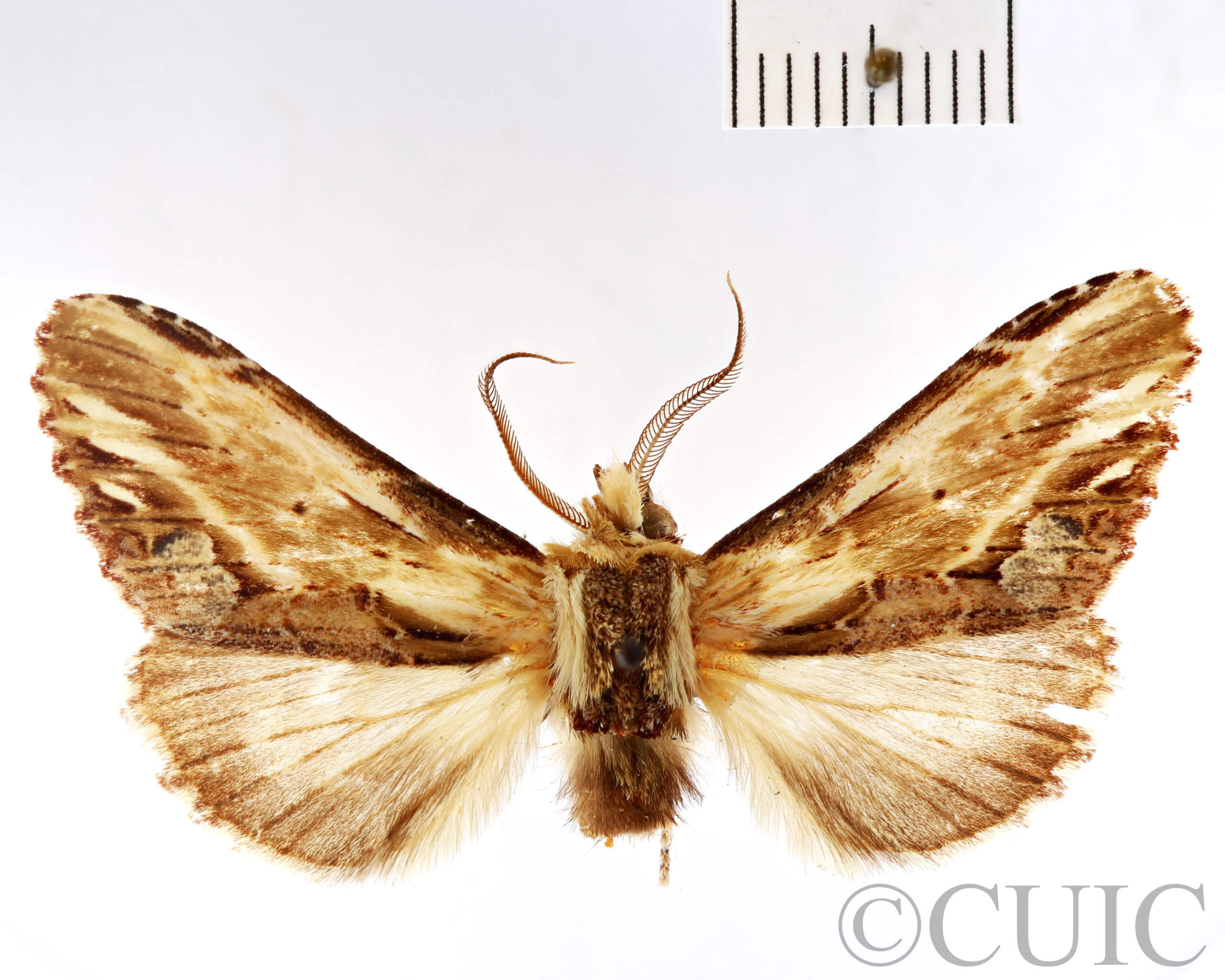 dorsal view of adult Pentobesa poecila